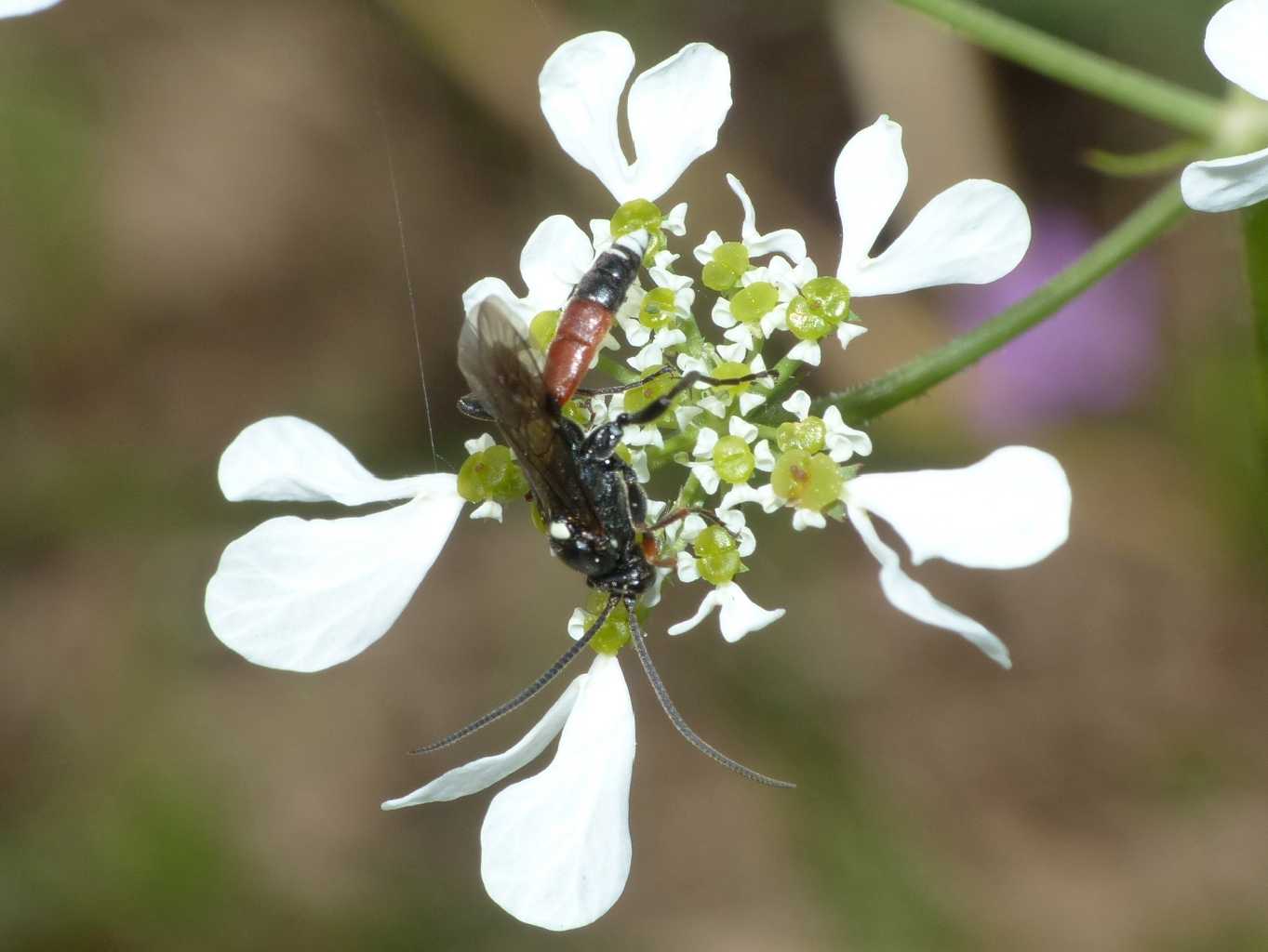 Piccolo Ichneumonidae: Ichneumon insidiosus?